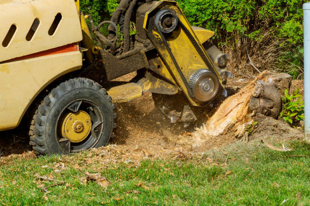 Best Storm Damage Tree Cleanup  in Meadow Glade, WA